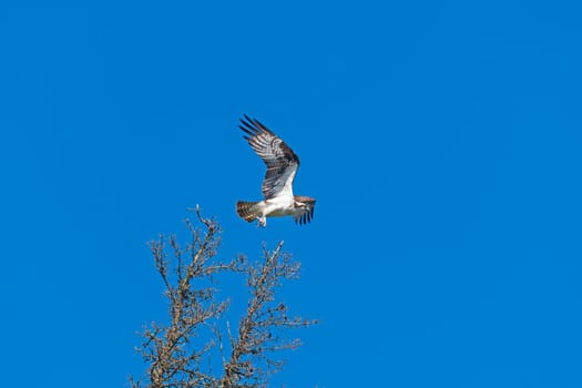 Osprey in Flight on a Sunny Day in Duck Mountain Provincial Park in Manitoba