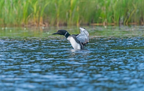 A Common Loon Displaying on a Lake on Two Mile Lake in Duck Mountain Provincial Park in Manitoba