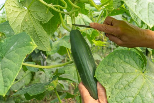 A woman gardener pick organic cucumber in the  vegetable greenhouse