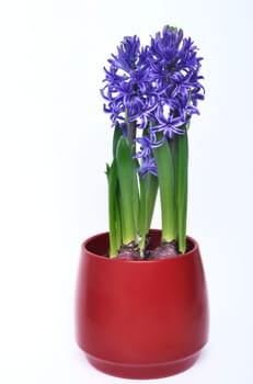 Studio shot of a hyacinth