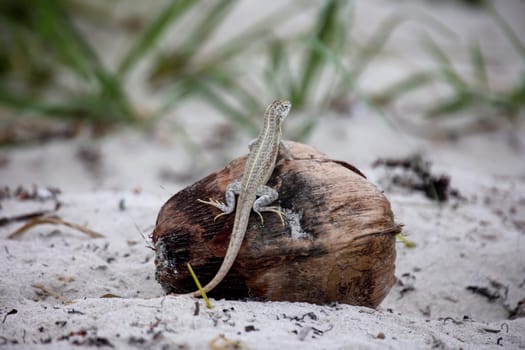 A longitudinally striped lizard on the beach in Cuba.