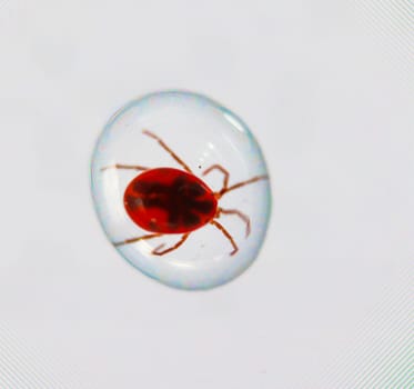 A macro of an extremely small beetle, insect in a drop of water.