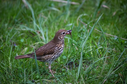 A song thrush in search of earthworms for its offspring.