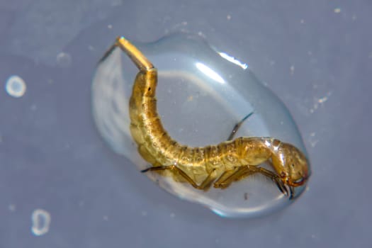 In a drop of water there is a still very small larva of a dragonfly.