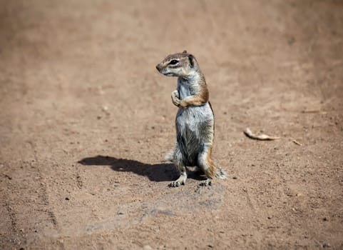 Close-up of an Atlas squirrel on Fuerteventura. An introduced species.