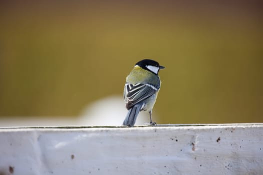 A great tit sits in the light of the setting sun in spring.