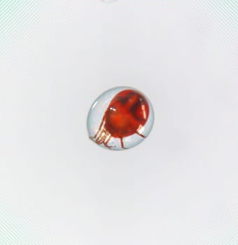 A macro of an extremely small beetle, insect in a drop of water.