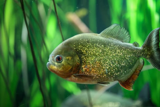 Portrait of a Piraya (Pygocentrus piraya) in an aquarium.