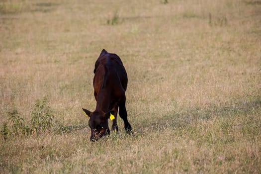 A cow, a calf on a pasture, a meadow.