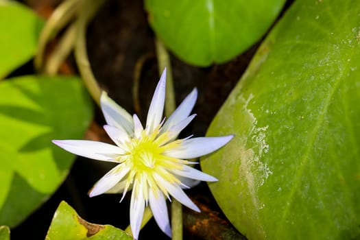 A blue Egyptian water lily with flower. Mymphaea nouchali var. caerulea.
