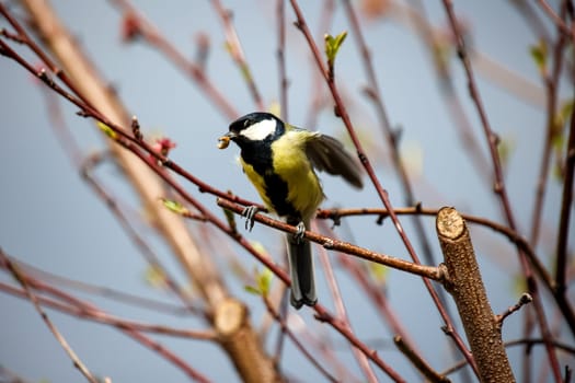 A great tit returns to the vicinity of the nest with food in its beak.