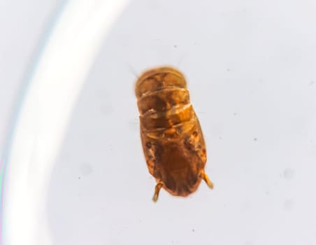 A macro of an extremely small beetle, insect in a drop of water.