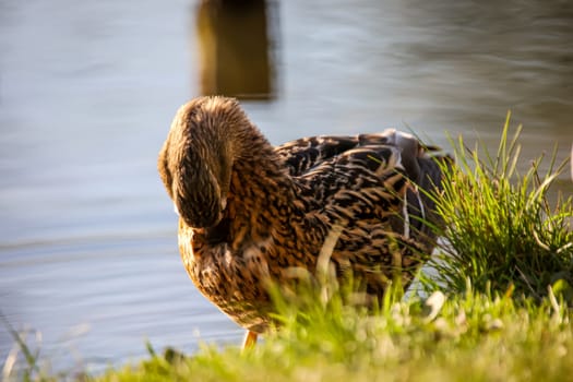 A female Mallard at the edge of a pond.