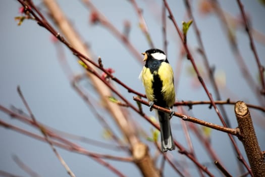 A great tit returns to the vicinity of the nest with food in its beak.