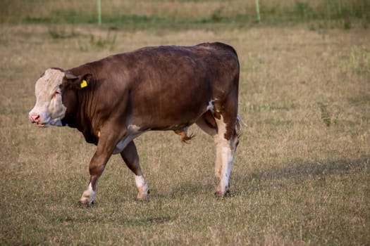 A cow, a calf on a pasture, a meadow.