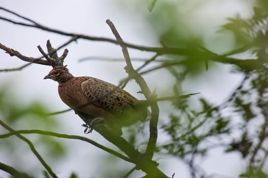 A hunting pheasant, pheasant sitting in the crown of a tree.