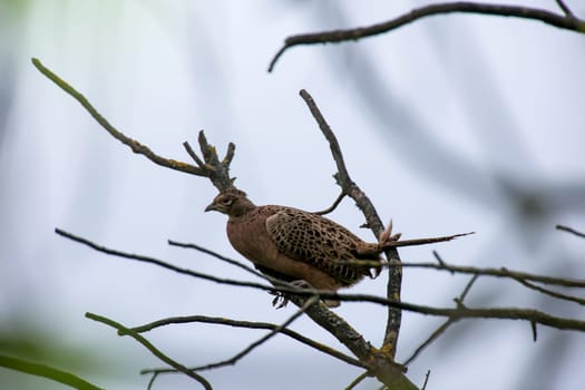 A hunting pheasant, pheasant sitting in the crown of a tree.