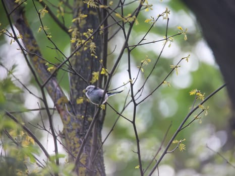 A little fluffy tail tit in the bush.