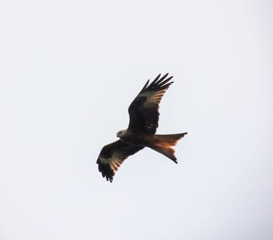 A red kite with outstretched wings circles in the sky.
