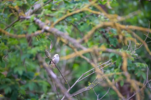 A little fluffy tail tit in the bush.