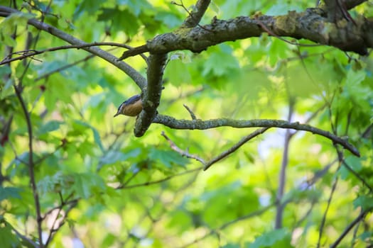 A sparrowhawk in a treetop.