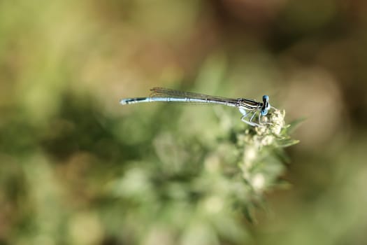 A damselfly on a plant.