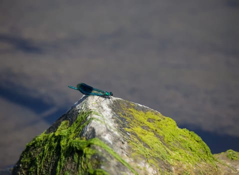 A blue banded damselfly on a stone by the water.