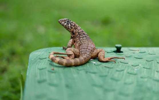 A spotted lizard with a curled tail in Cuba.