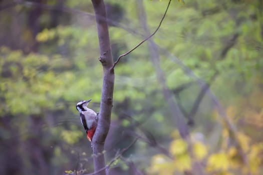 A great spotted woodpecker searches for food in the undergrowth.