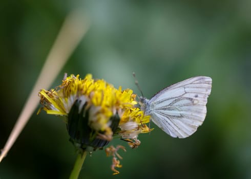 A green veined whiting, Pieris napi on a dandelion.