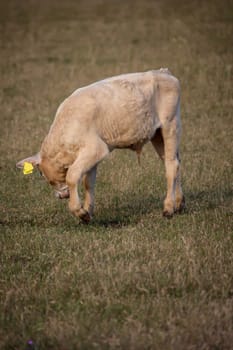 A cow, a calf on a pasture, a meadow.