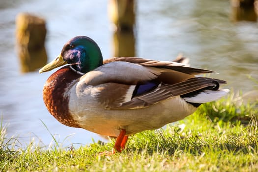 A male mallard at the edge of a pond.