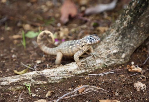 A spotted lizard with a curled tail in Cuba.