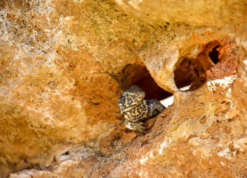 A spotted lizard with a curled tail in Cuba.
