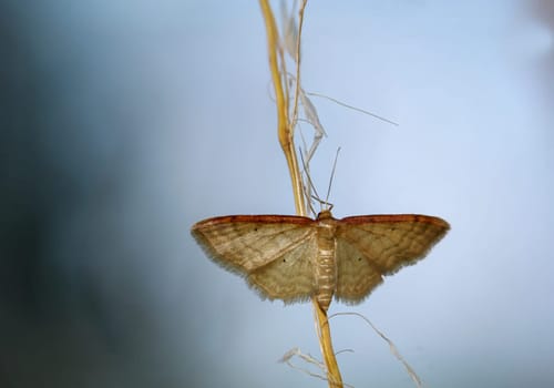 A brown-edged dwarf moth, Ideaea humilata on a blade of grass.