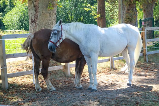 Two horses in a paddock.