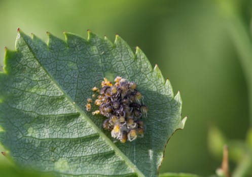 A cluster of many small baby spiders. Many little cross spiders.