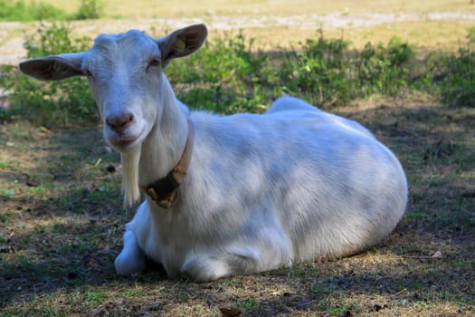 Portrait of a goat with a collar.