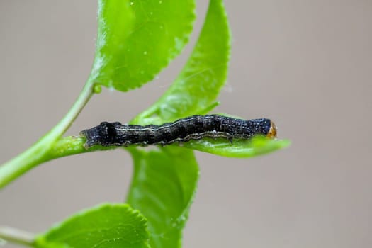 The caterpillar of a two-spotted cat owl.