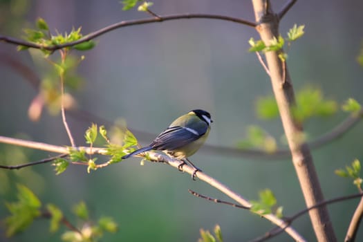 A great tit sits in the light of the setting sun in spring.
