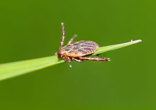 A tick, a wood tick on a piece of grass.
