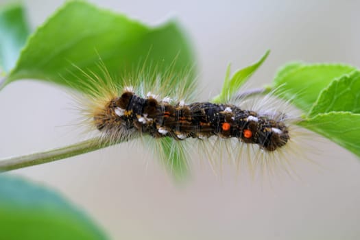 The caterpillar of a goldafter on a plant. A butterfly caterpillar with many hairs.