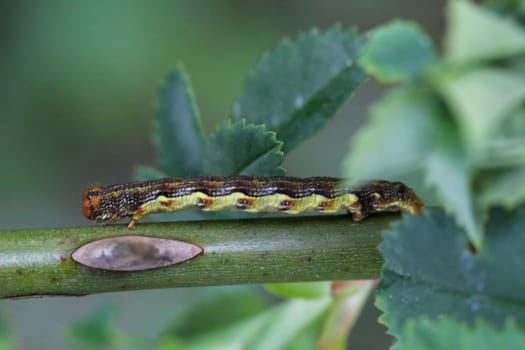 The caterpillar of a great frost moth, Erannis defoliaria on a plant.