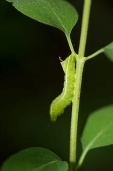 The caterpillar of a pyramid owl, Amphipyra pyramidea on a leaf.