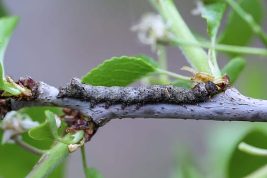 Probably a caterpillar of the Hawthorn Owl, a butterfly on a branch.