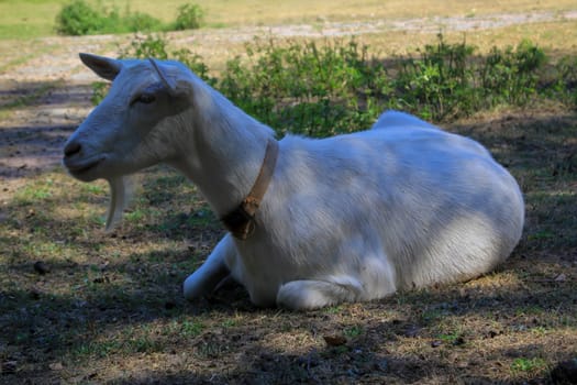 Portrait of a goat with a collar.