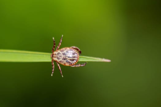 A tick, a wood tick on a piece of grass.