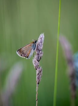A bullhead butterfly on a grass plant.