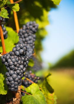 Red wine grapes on old vine