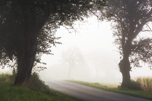 Country road with fog and trees
